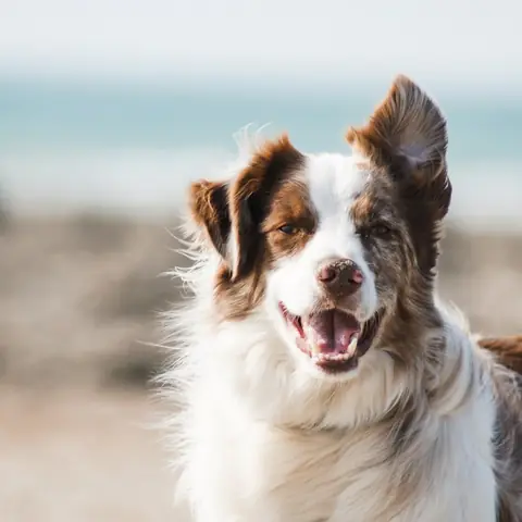 Accesorii pentru animale