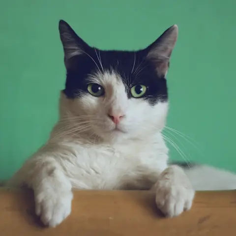 Hrană și produse pentru pisici