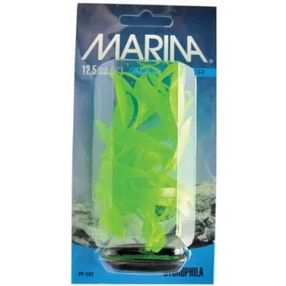 Marina Planta Color Hygrophila 12.5 cm PP543