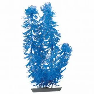 Marina Planta Color Hornworth 12.5 cm PP542