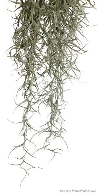 Exo Terra Planta Spanish Moss Mare