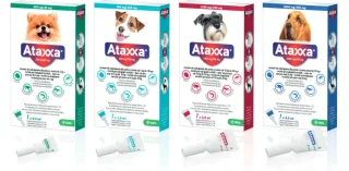 Ataxxa Caine, 1 pipeta