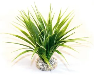 Sydeco Planta Oasis 20 Cm 665