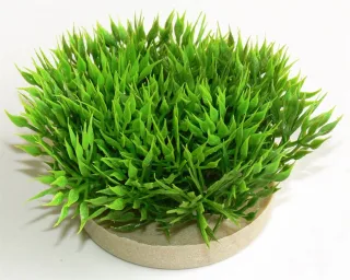 Sydeco Planta Green Moss 07 Cm 720