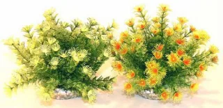 Sydeco Planta Marina Bowl 21cm 610