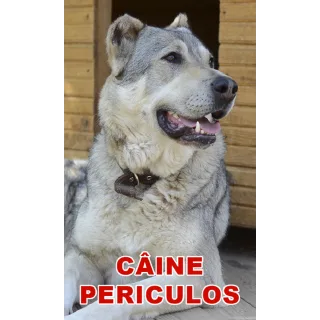 Indicator caine periculos Cobanesc Asia Centrala