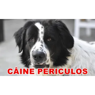 Indicator caine periculos Ciobanesc Belgian