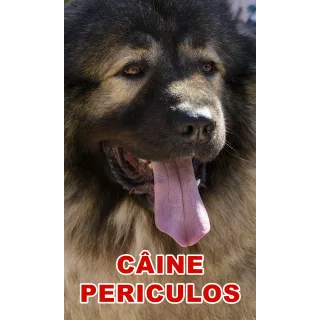 Indicator caine periculos Ciobanesc Caucazian