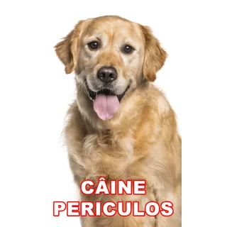 Indicator caine periculos Golden Retriever