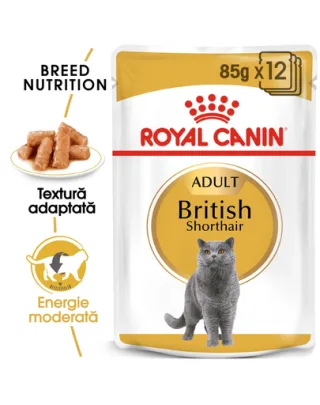 Royal Canin British Shorthair Adult hrana umeda pisica, 12 x 85 g