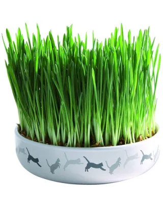 TRIXIE Bol Ceramic 15 x 4 cm iarba mâței pentru pisici
